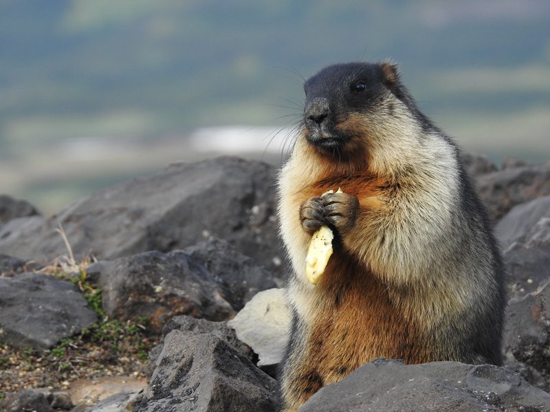 useful description of image if informative and not decoration only.